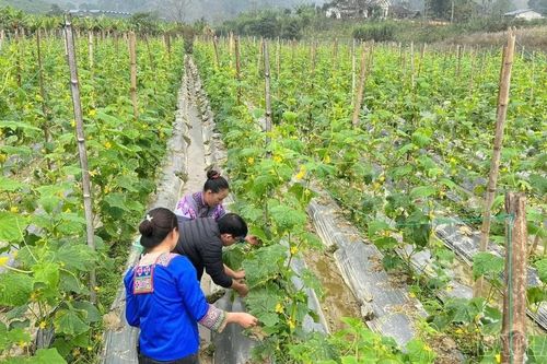 Hơn 370 ha cây trồng vụ đông thực hiện liên kết sản xuất