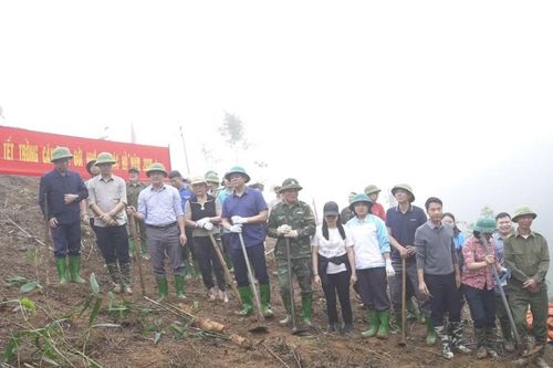 Tre măng Bát độ bén rễ trên đất khó Lương Thịnh