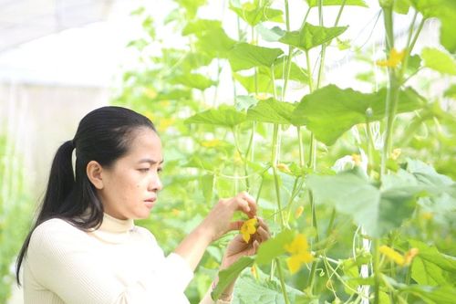 Lâm Đồng ban hành chính sách hỗ trợ sản xuất VietGAP giai đoạn 2026 - 2030