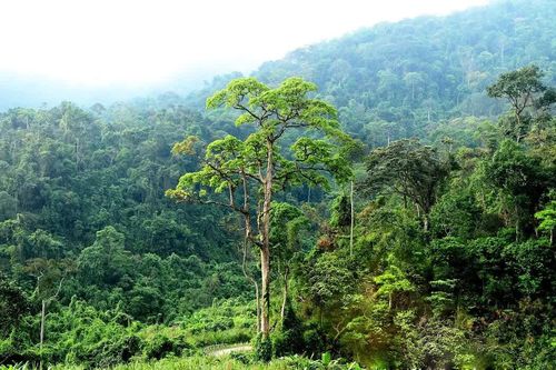 Chi trả hơn 347 tỉ đồng từ chuyển nhượng tín chỉ carbon