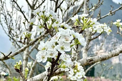 Phố Bảng dịu dàng trong sắc trắng hoa lê