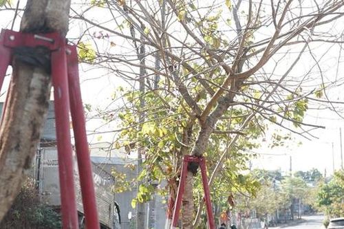 Hàng trăm cây xanh ở Gia Lai bao giờ được tháo 'cùm'?