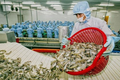 Xuất khẩu tôm 2026: Từ cú hích thuế Mỹ đến cuộc đua giữ thị phần Trung Quốc