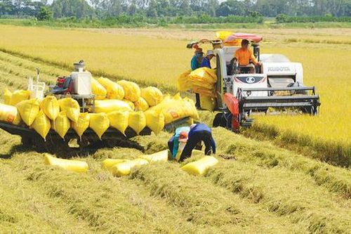 Lương thực A An trước thềm niêm yết HOSE: Tỷ suất lợi nhuận 1,35%, cổ đông sáng lập thoái sạch vốn