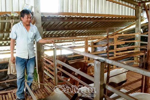 Ðầu năm 'xông đất' mô hình nuôi dê, rắn hổ đất