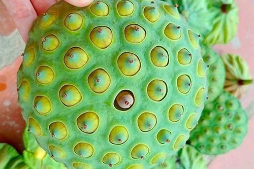 Món nhà nghèo xưa ăn đến chán ngán, nay thành đặc sản được ưa chuộng vì hương vị lạ, tốt cho sức khỏe
