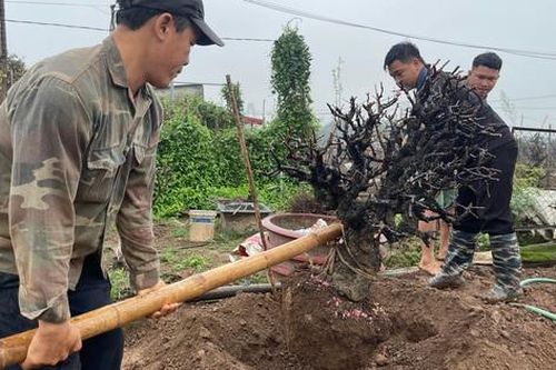 Người trồng đào Nhật Tân 'đội mưa' hồi sinh vườn cây sau Tết