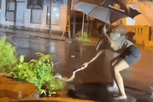 Cảnh những con trăn bơi giữa đường phố Bali sau trận mưa lớn gây sốc