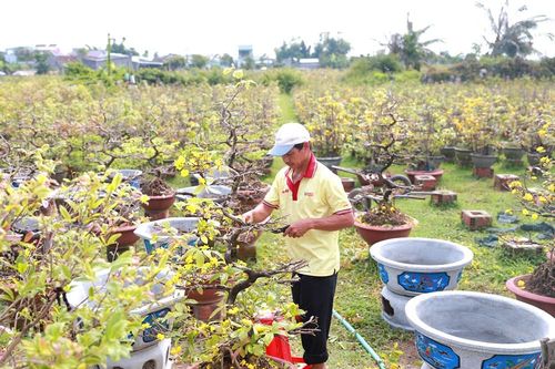 Nhà vườn tất bật 'phẫu thuật' cho cây mai sau Tết