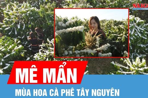 Mê mẩn mùa hoa cà phê Tây Nguyên