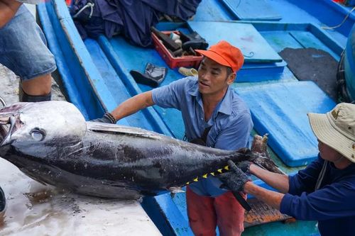 Ngư dân Khánh Hòa trúng đậm cá ngừ đại dương