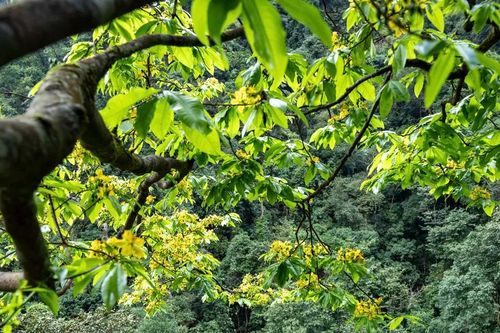 Độc đáo rừng mai vàng cổ thụ trên lèn đá ở Quảng Trị