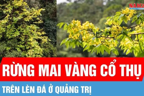 Độc đáo rừng mai vàng cổ thụ trên lèn đá ở Quảng Trị