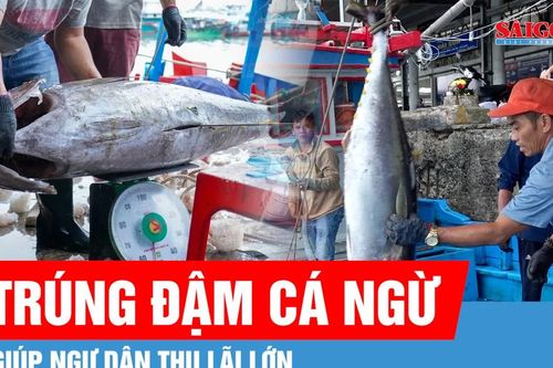 Ngư dân Khánh Hòa trúng đậm cá ngừ đại dương