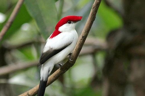 Chim di có bộ lông đặc biệt trước bờ vực tuyệt chủng