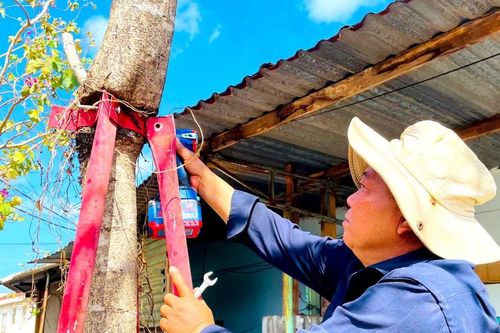 Tháo dỡ 170 cùm sắt 'bóp cổ' hàng cây hoa ban ở Gia Lai