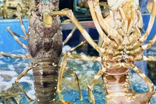Lý do Trung Quốc bao mua gần như toàn bộ tôm hùm xuất khẩu của Việt Nam