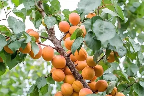 4 loại cây người xưa thường tránh trồng sát nhà