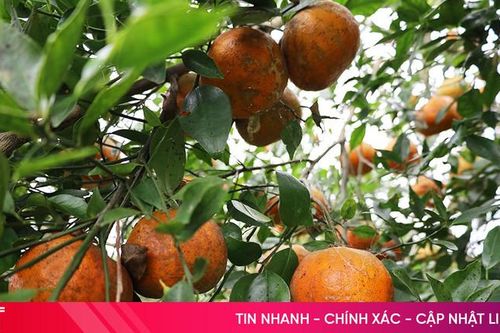 Sau Tết, đặc sản cam bù Hà Tĩnh vẫn bán chạy