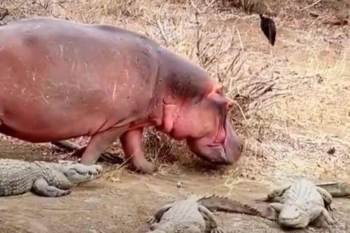 Thấy hà mã con đi ngang qua, đàn cá sấu vội vã né tránh