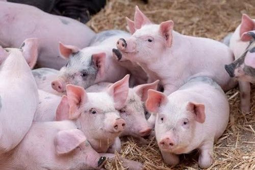 Giá heo hơi hôm nay 27/2: Nhiều tỉnh thành miền Bắc, miền Trung giảm nhẹ