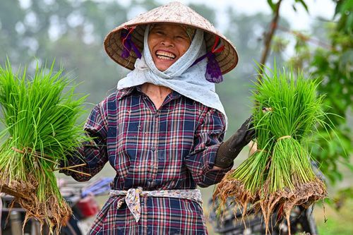 Bà con nông dân ngoại thành Hà Nội hồ hởi xuống đồng sản xuất vụ xuân
