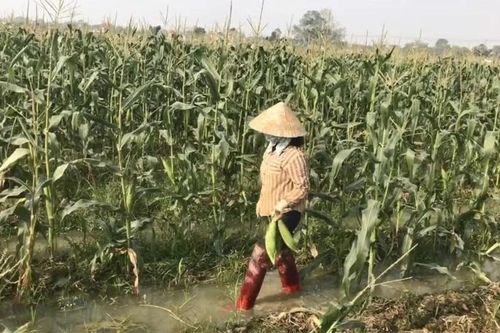 Mở rộng diện tích cây trồng liên kết sản xuất, bao tiêu sản phẩm vụ xuân