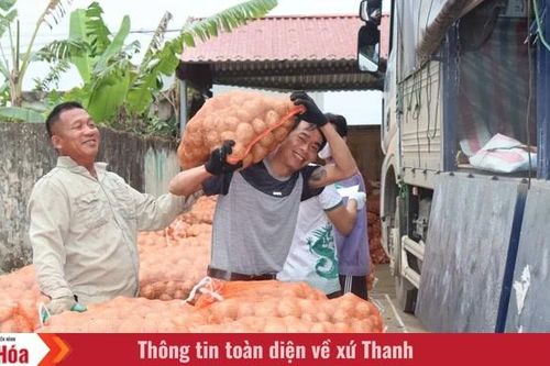 Nông dân Nga Sơn được mùa khoai tây vụ Đông