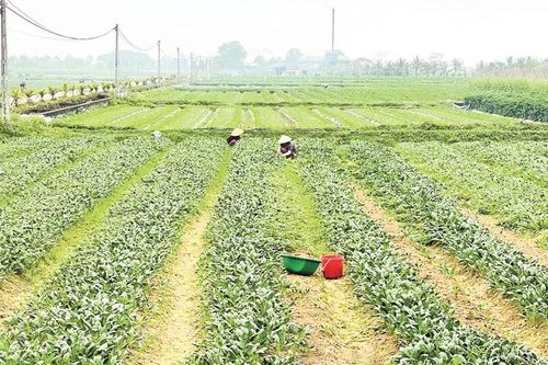 Vụ đông 2025-2026: Thắng lợi 'kép'