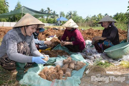 Lợi ích kép từ mô hình trồng nấm rơm ở xã Vĩnh Bình