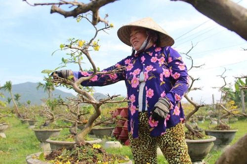 Người trồng mai chuẩn bị vụ mới