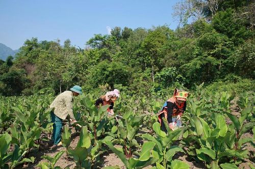 Hiệu quả kép từ những dự án sinh kế