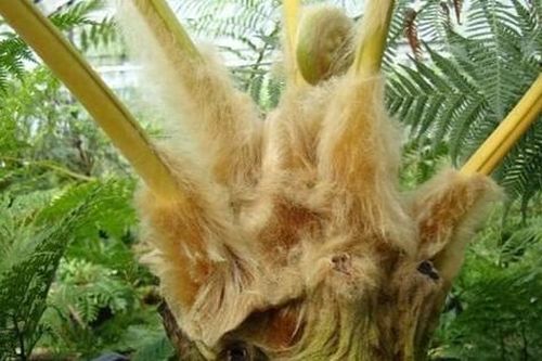 Công bố hạn ngạch xuất khẩu quốc tế đối với các loài Cẩu tích, Ráng gỗ năm 2026
