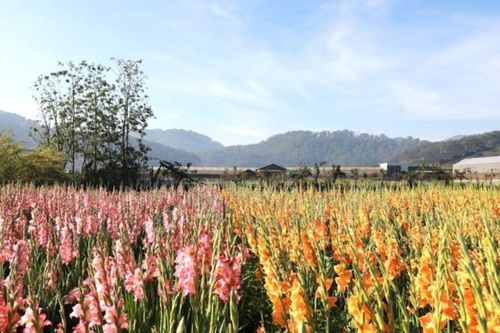 Đà Lạt: Cánh đồng hoa lay ơn nở muộn bên đèo Mimosa thu hút đông đảo du khách