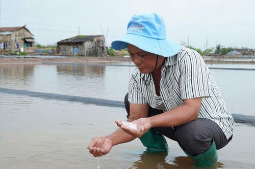 Mưa trái mùa 'nhấn chìm' hơn 9.000 tấn muối ở Cà Mau