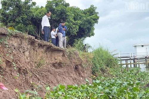 Vĩnh Long: Nỗi lo sạt lở bờ sông của người dân Cái Nhum
