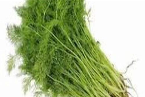 Loại rau gia vị là thuốc quý, tốt cho sức khỏe