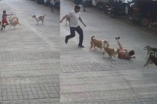 Đàn chó hoang bất ngờ tấn công cậu bé đang đi trong khu dân cư