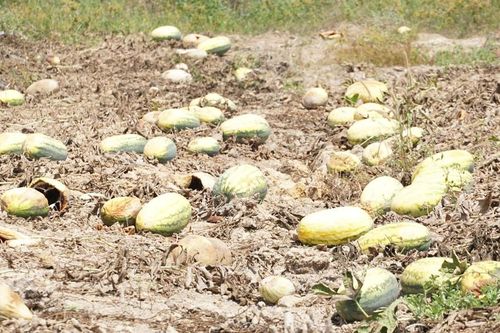 Gia Lai: Hàng trăm tấn dưa hấu thối rữa ngoài đồng, thiệt hại hàng tỷ đồng