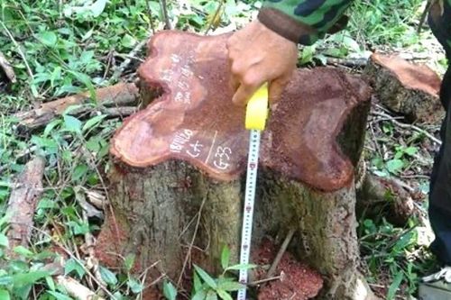 Giám đốc Công ty Lâm nghiệp Ea Kar bị bắt vì nhận hối lộ