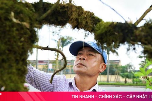 Các nhà vườn 'hồi sinh' cây đào sau Tết