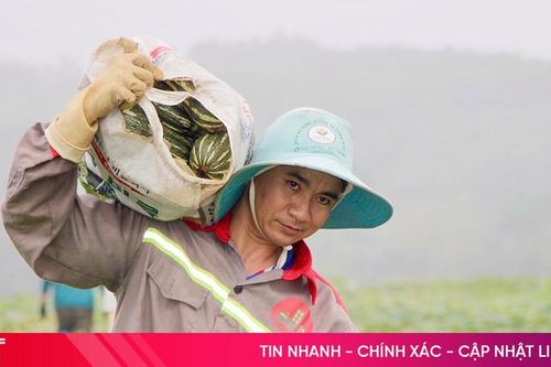 Nông dân thắng lợi ngay lần đầu trồng bí đỏ hữu cơ