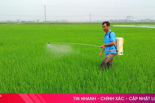 Đạo ôn lá 'xuất kích', nông dân lo bảo vệ lúa xuân