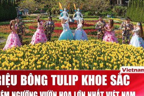 Say đắm vườn hoa Tulip lớn nhất Việt Nam tại Bà Nà Hills