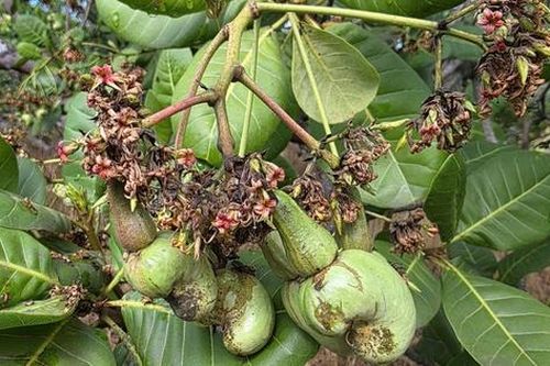 Sâu bệnh bùng phát sau mưa trái mùa, vụ điều ở Đồng Nai đối mặt rủi ro lớn