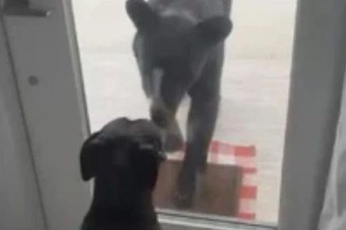 Màn chạm trán 'nghẹt thở' giữa chó nhà và gấu đen