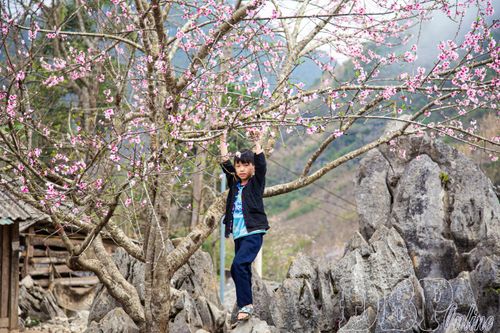 Du xuân