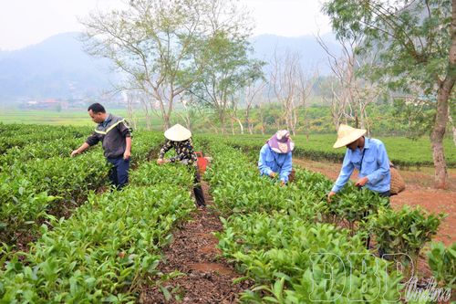 Khoa học công nghệ nâng tầm nông sản Điện Biên