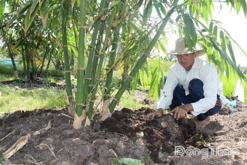 Hiệu quả bước đầu từ mô hình trồng tre tứ quý lấy măng