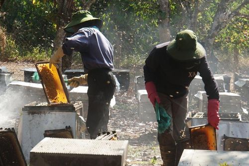 Mùa hoa cà phê gọi ong về...